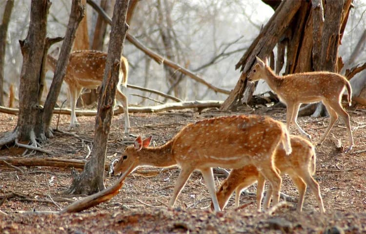 wild_life gallery image